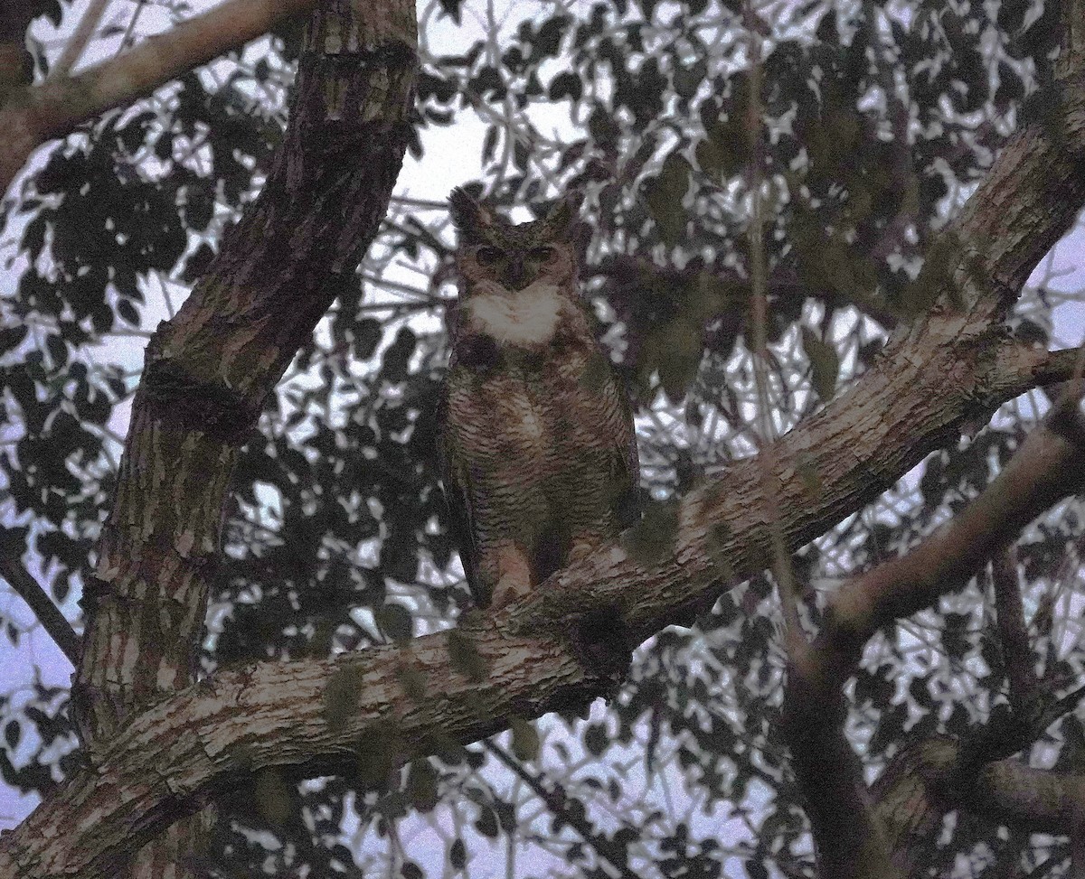 Great Horned Owl - ML638727166