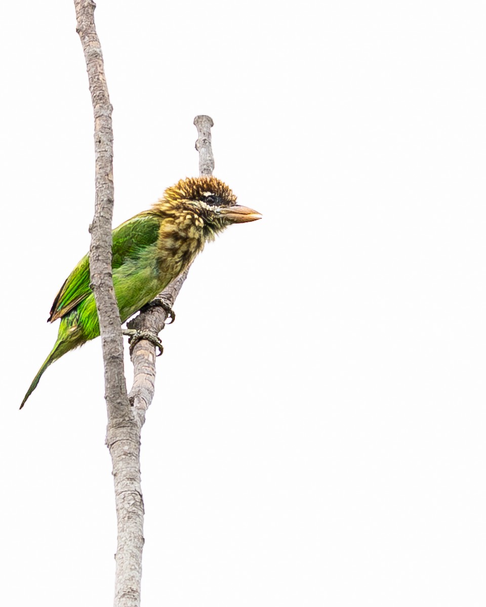 White-cheeked Barbet - ML638727212