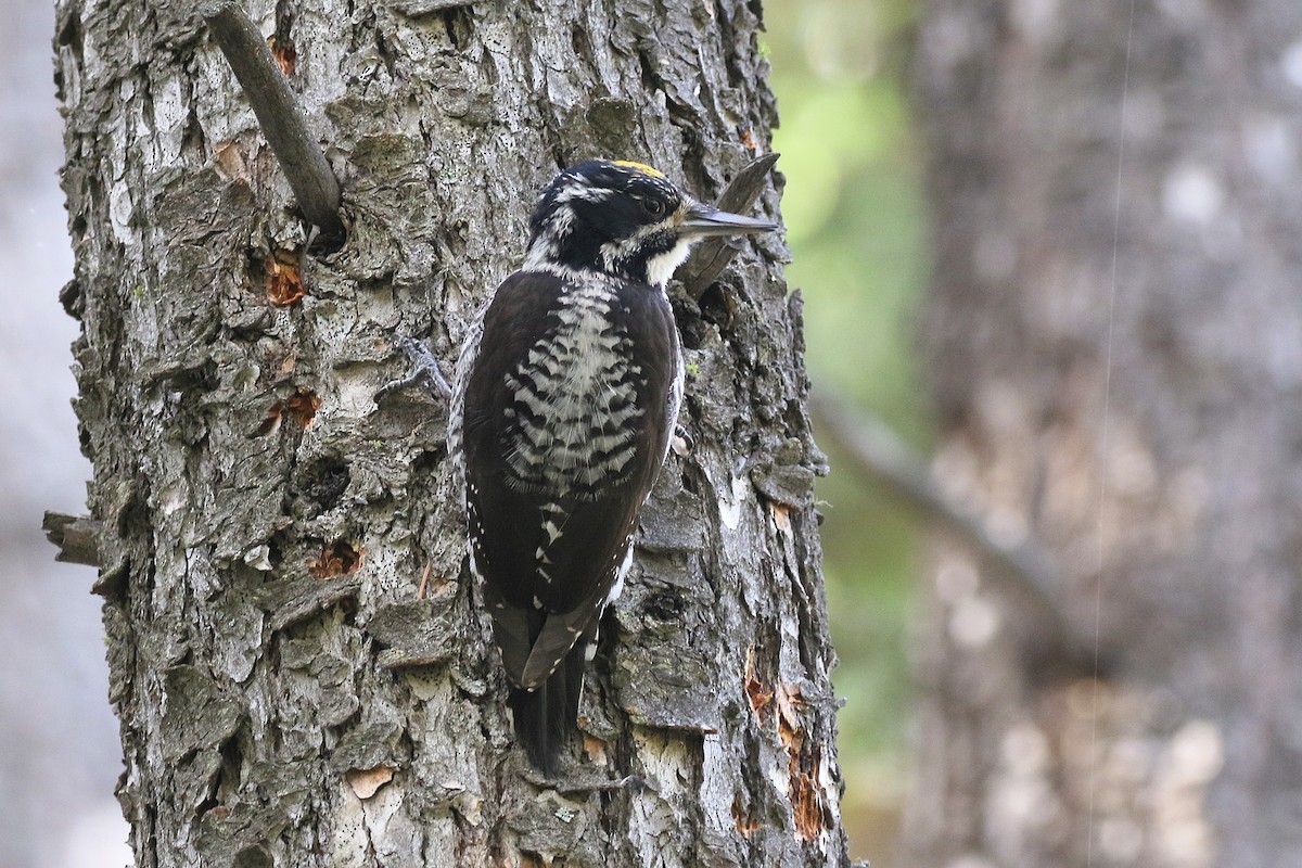 American Three-toed Woodpecker - ML638727224