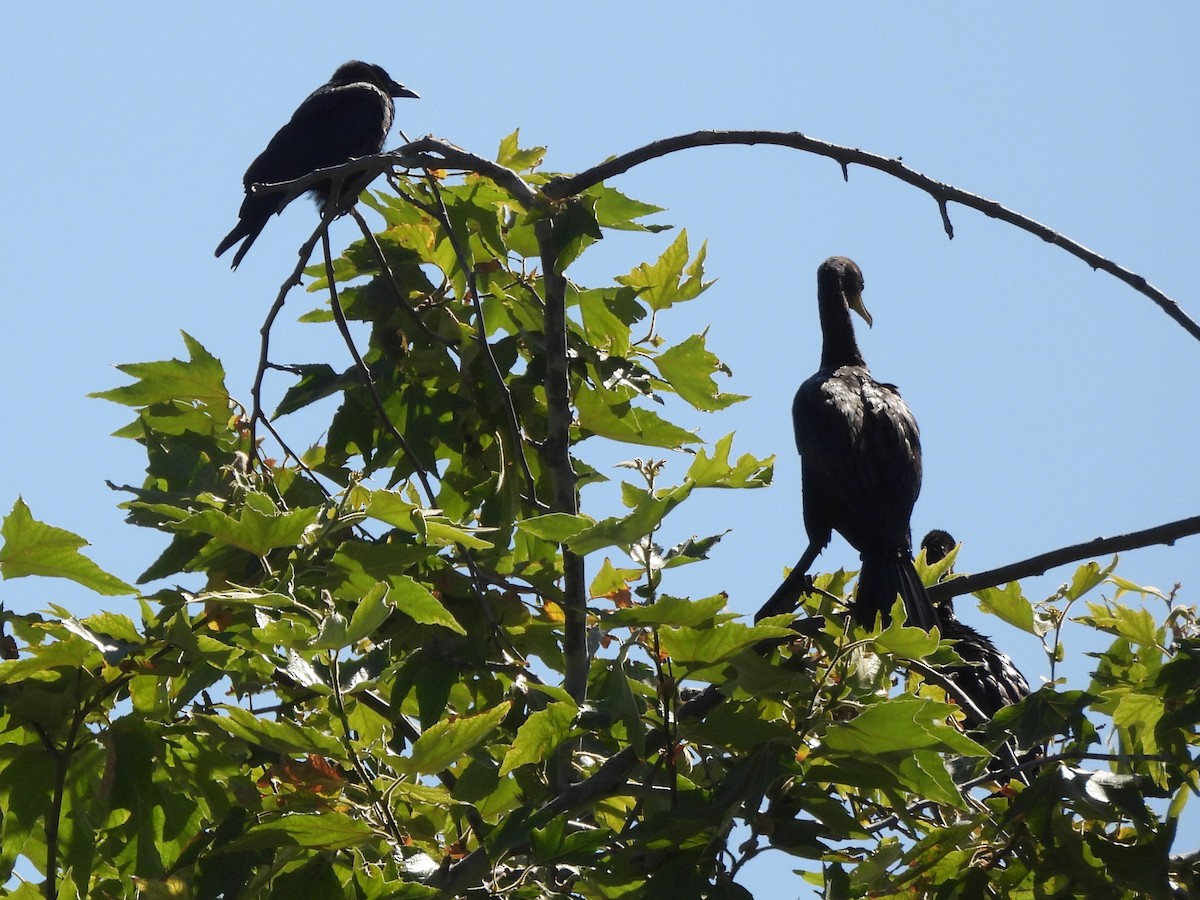 American Crow - ML638727235