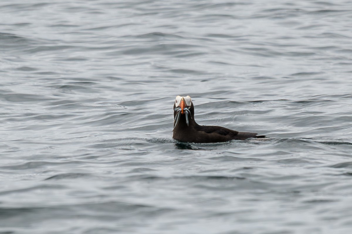 Tufted Puffin - ML638727237