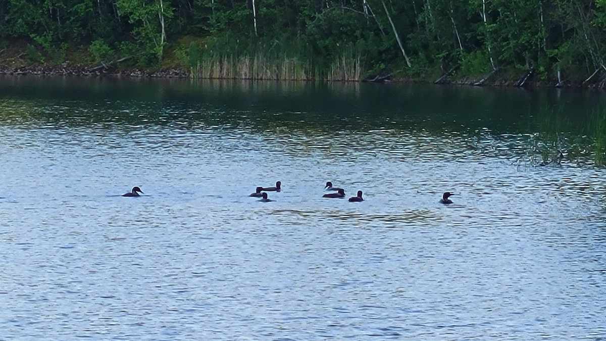 Common Loon - ML638727250