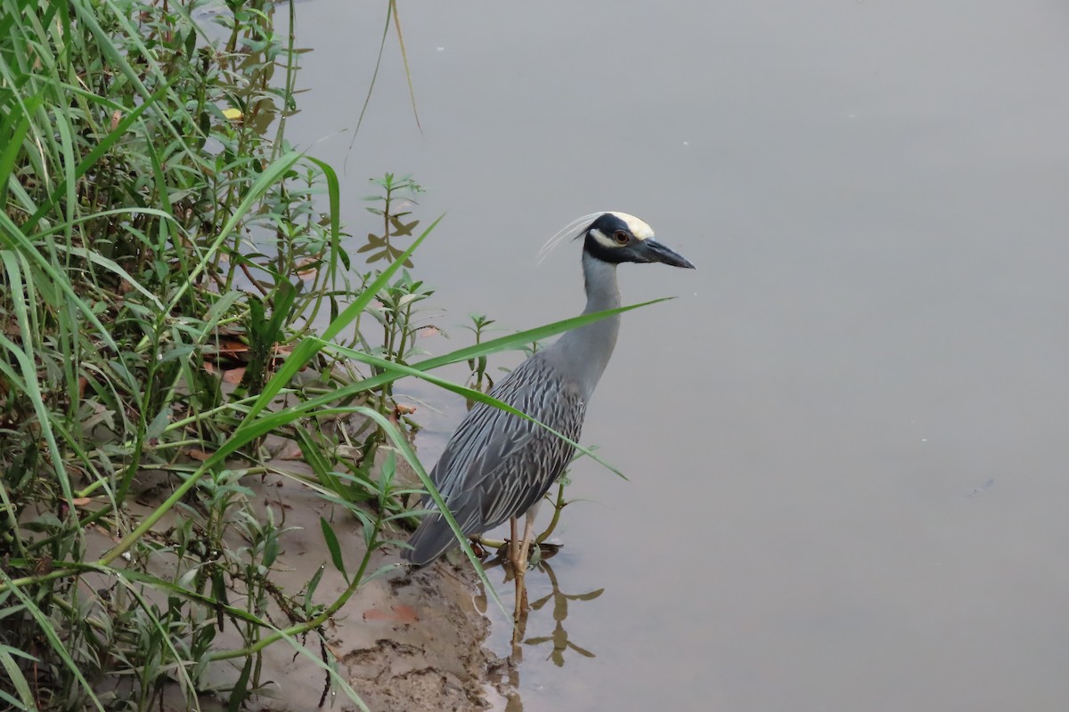Yellow-crowned Night Heron - ML638727286