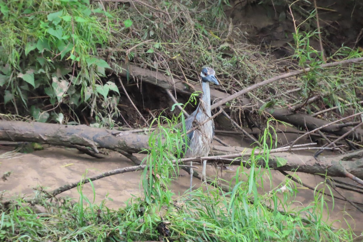 Yellow-crowned Night Heron - ML638727287