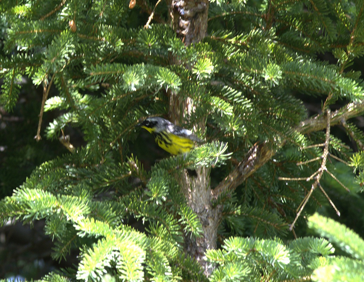 Magnolia Warbler - ML638727305