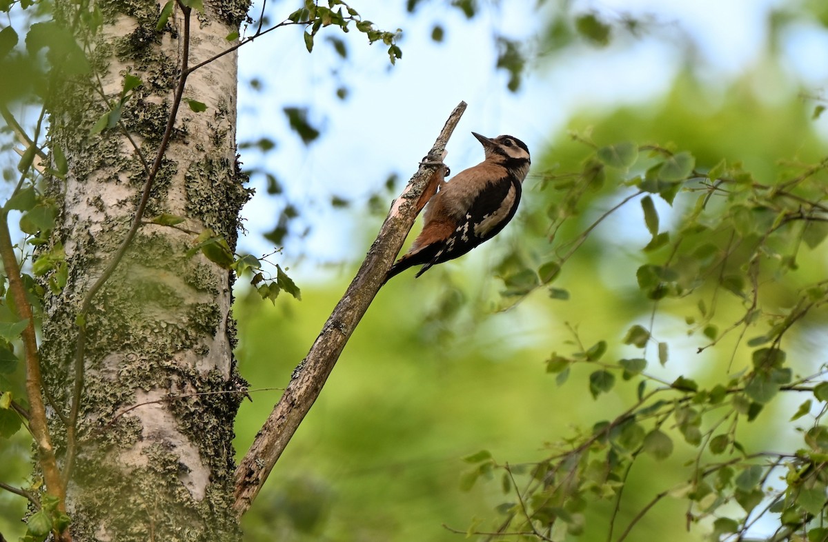 Great Spotted Woodpecker - ML638727310