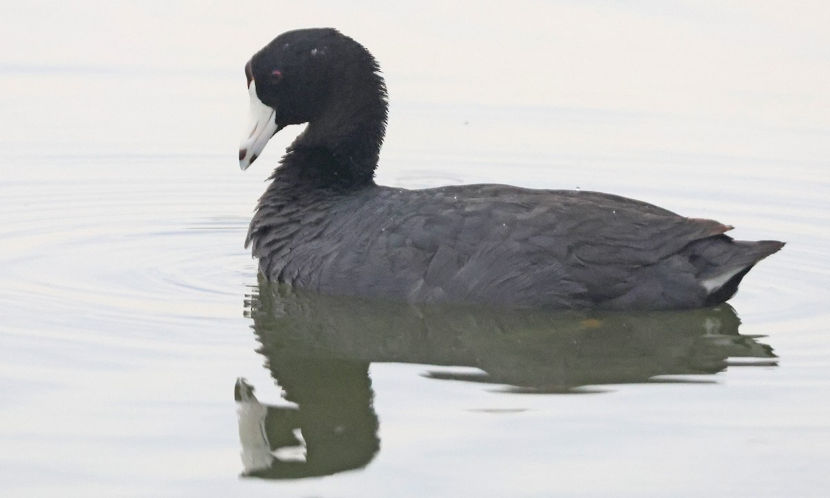 American Coot (Red-shielded) - ML638727311