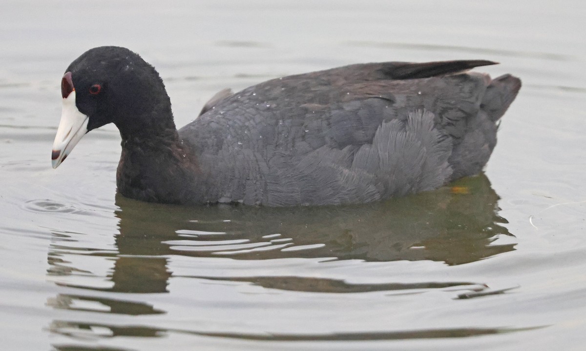 American Coot (Red-shielded) - ML638727312