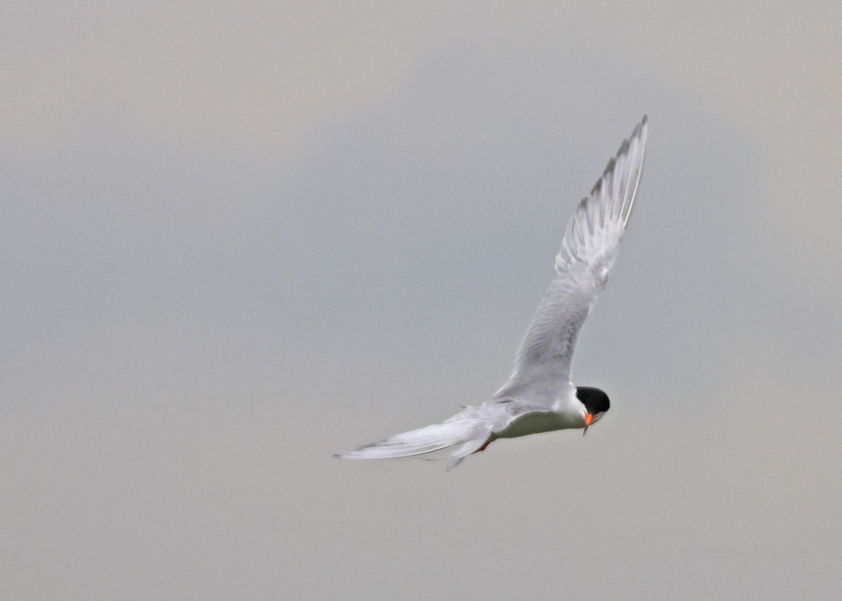 Forster's Tern - ML638727328
