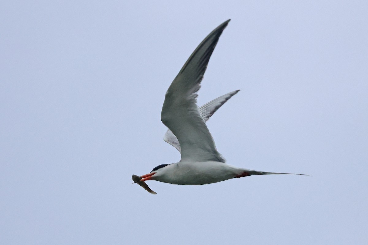 Forster's Tern - ML638727329