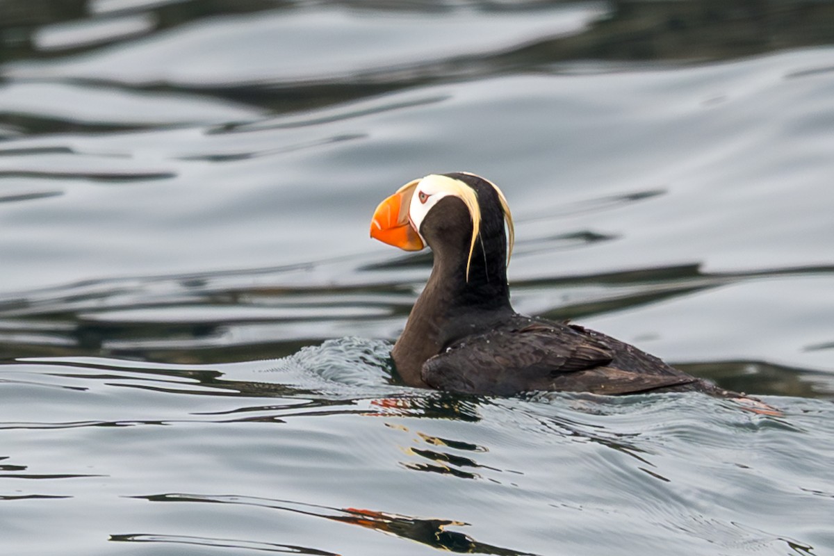Tufted Puffin - ML638727334