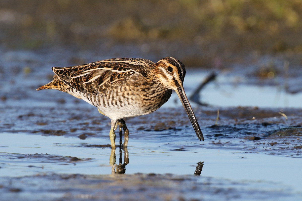 Wilson's Snipe - ML638727336