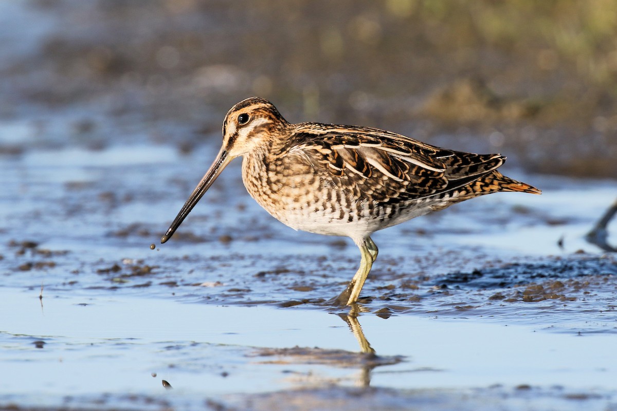 Wilson's Snipe - ML638727337