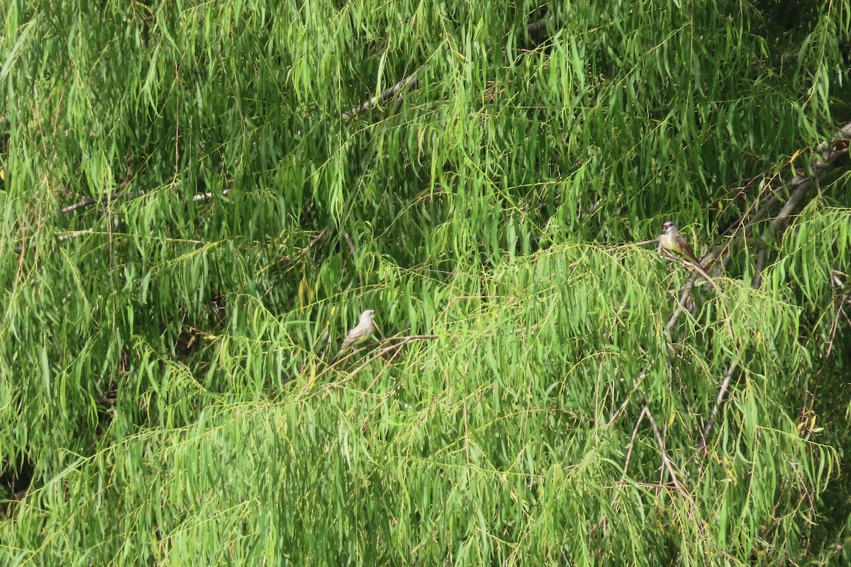 Western Kingbird - ML638727343