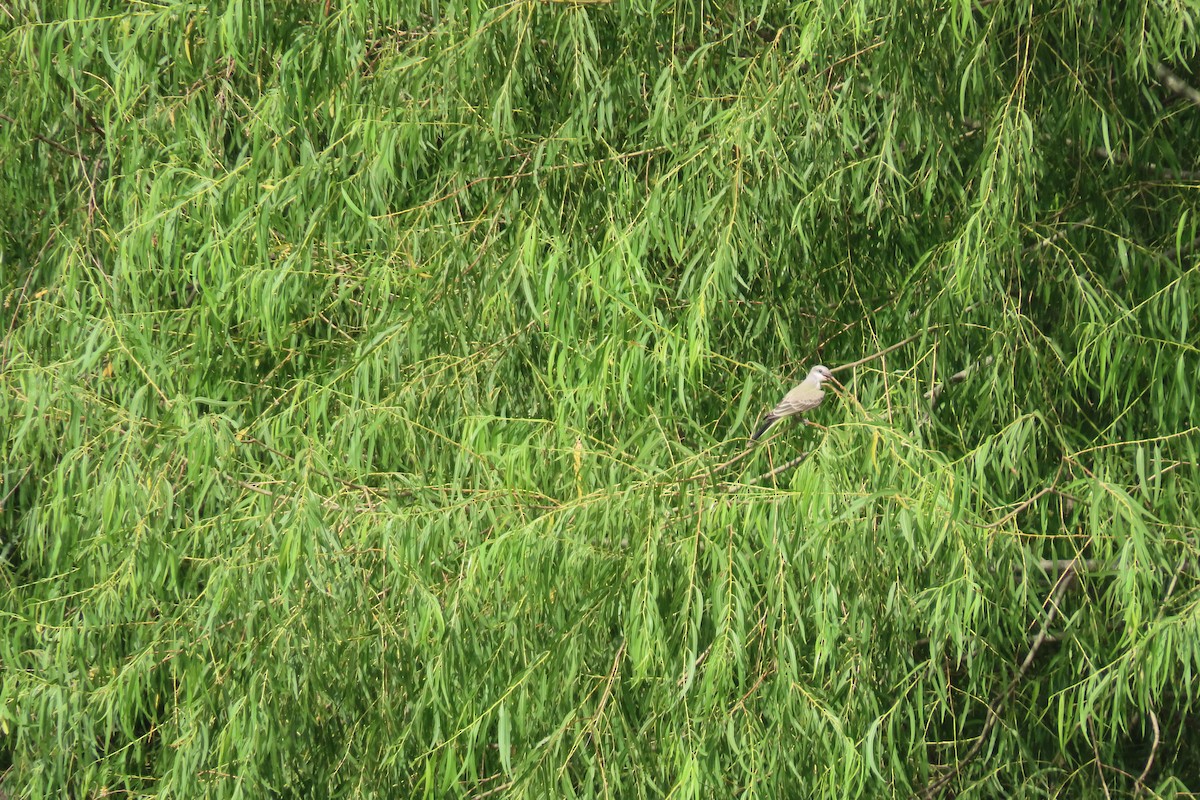 Western Kingbird - ML638727344