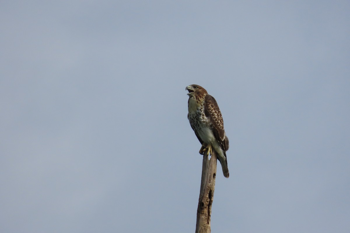 Red-tailed Hawk - ML638727354