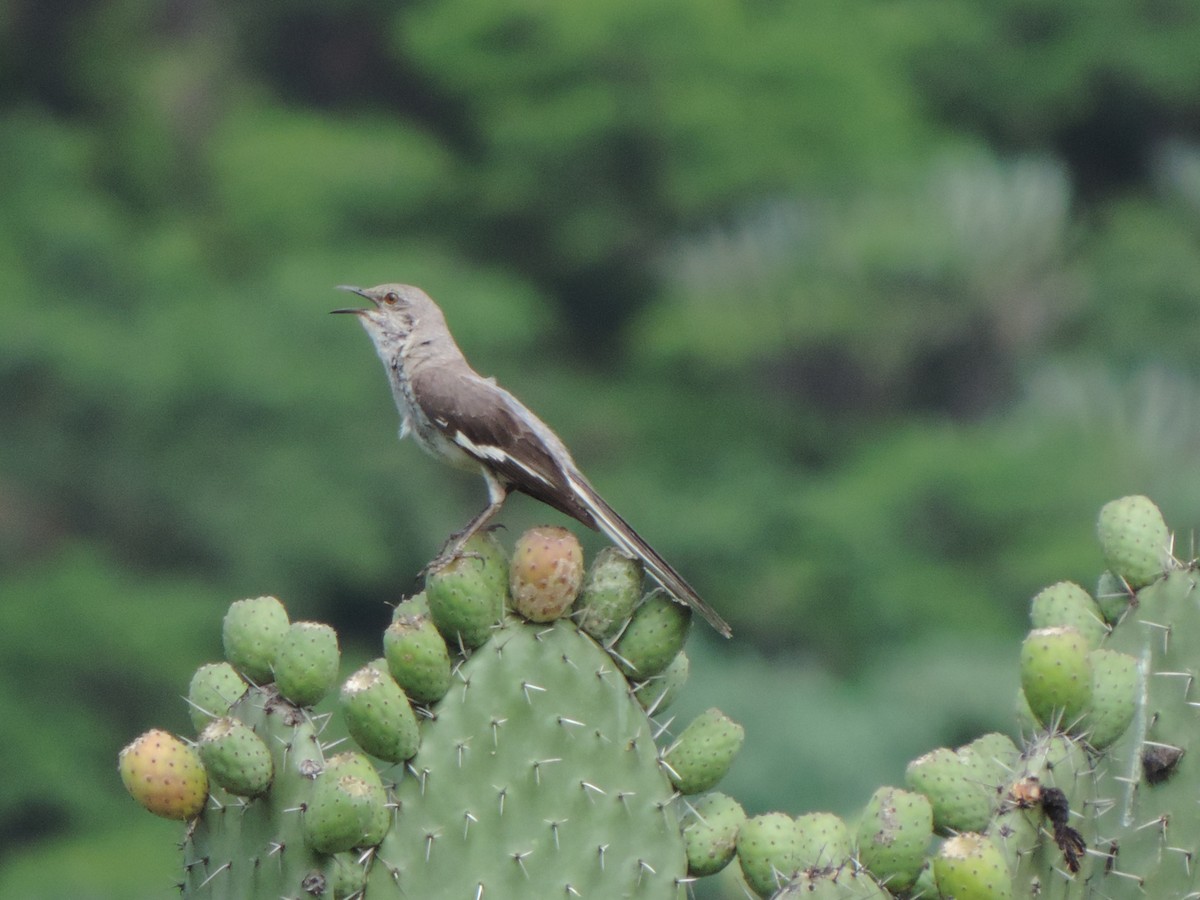 Northern Mockingbird - ML638727356