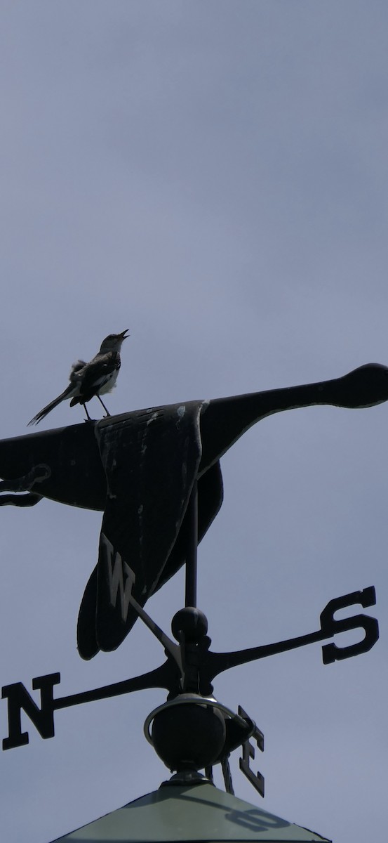 Northern Mockingbird - ML638727370