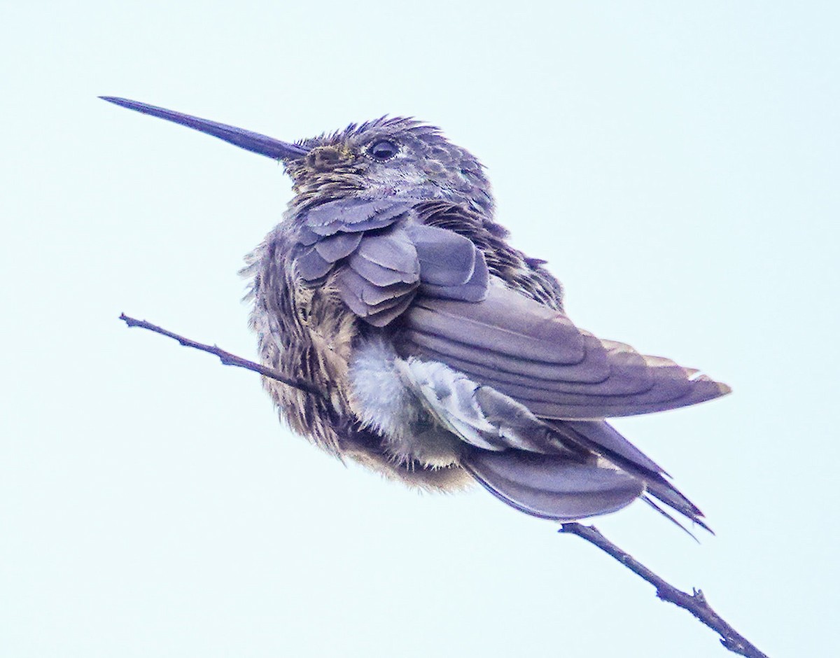 Riesenkolibri - ML638727392
