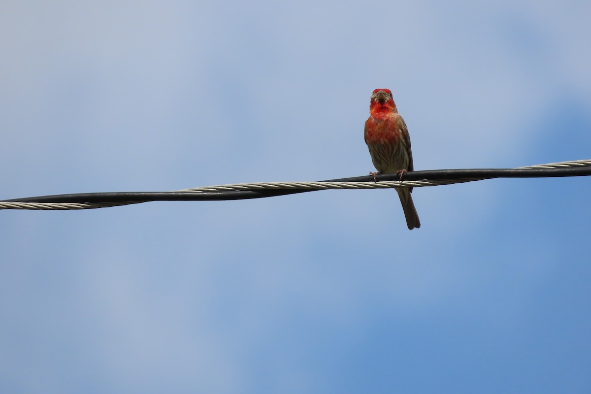 House Finch - ML638727393