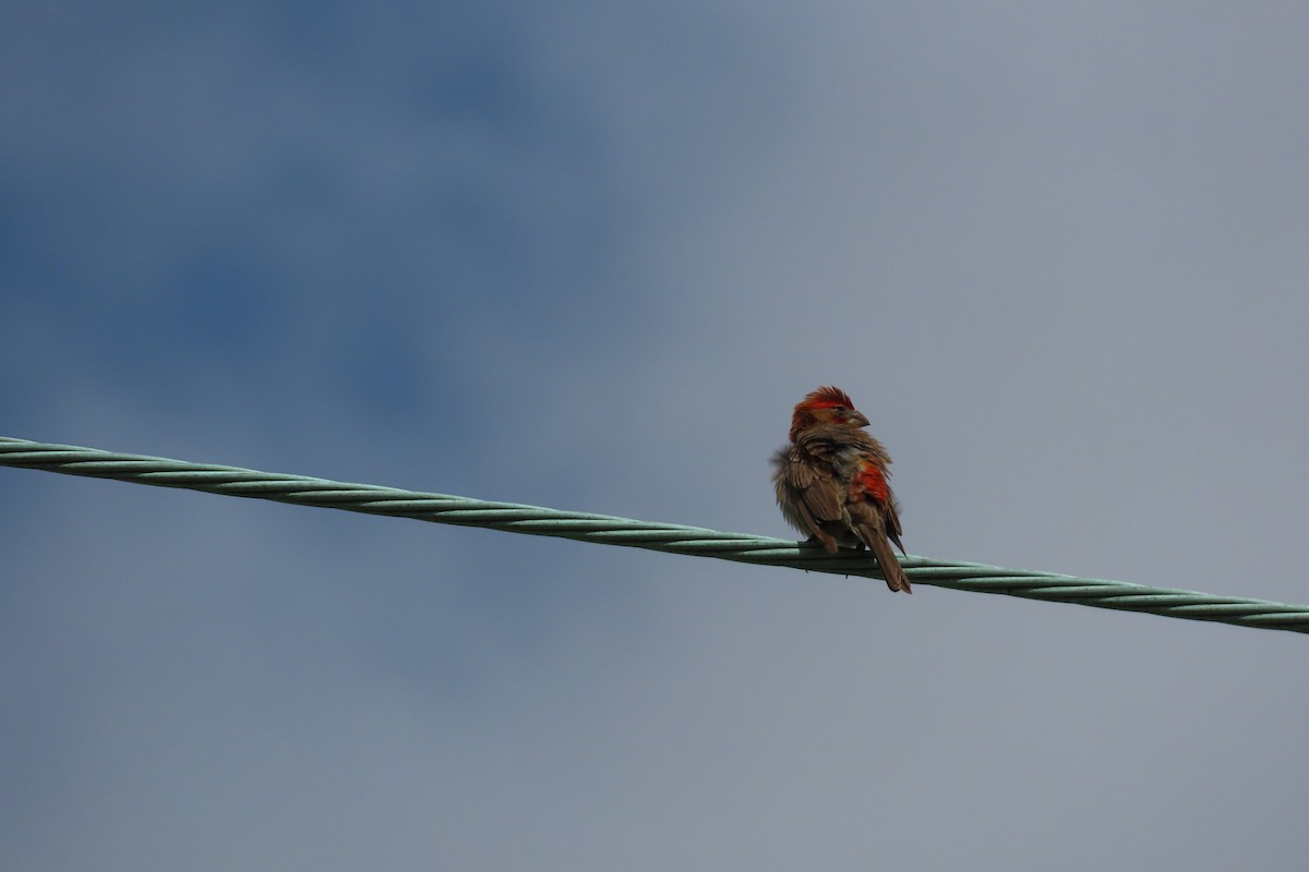 House Finch - ML638727394
