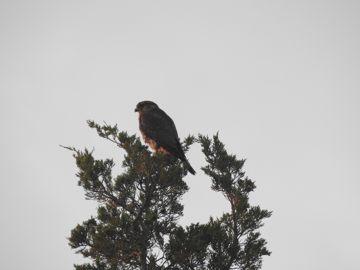 Merlin - ML638727402