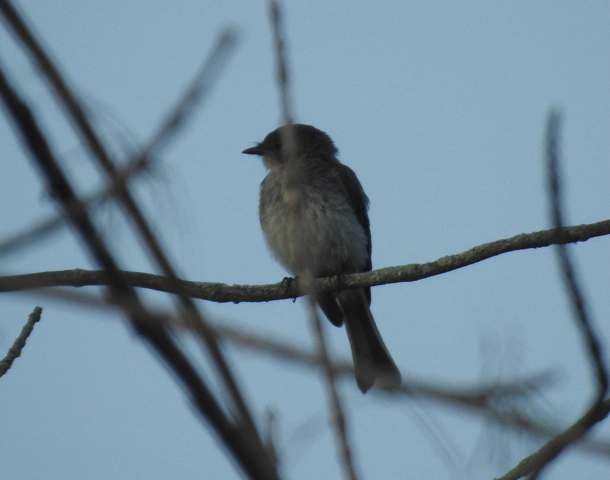 Eastern Phoebe - ML638727422