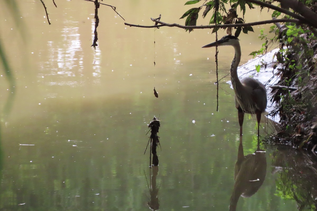 Great Blue Heron - ML638727427