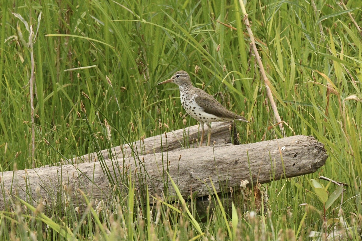 flekksnipe - ML638727431