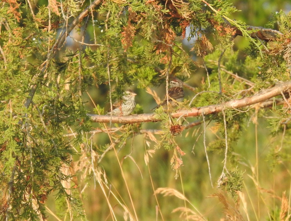 Chipping Sparrow - ML638727433