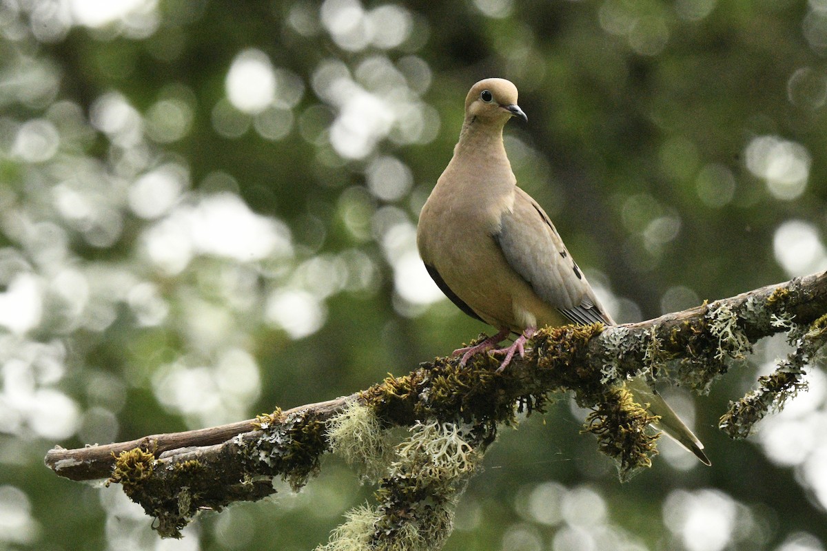 Mourning Dove - ML638727434
