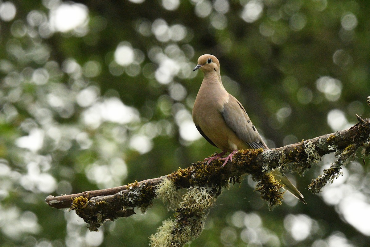 Mourning Dove - ML638727435