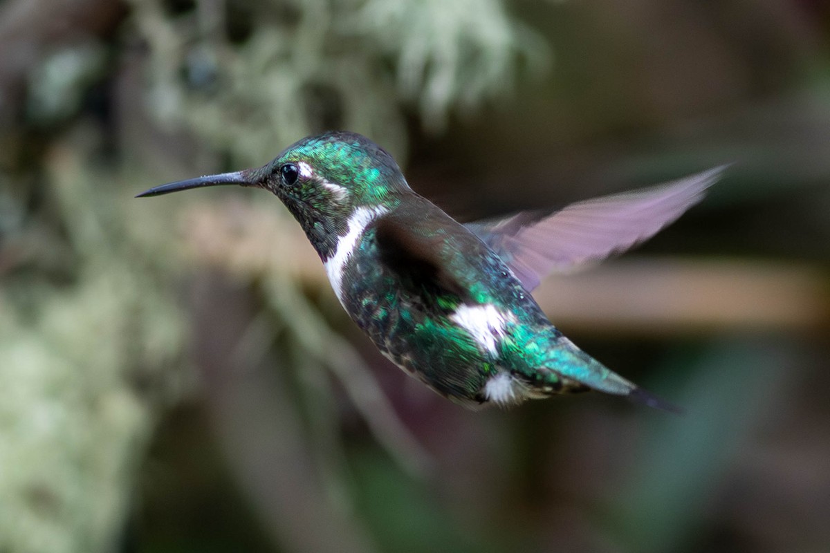 White-bellied Woodstar - ML638727446