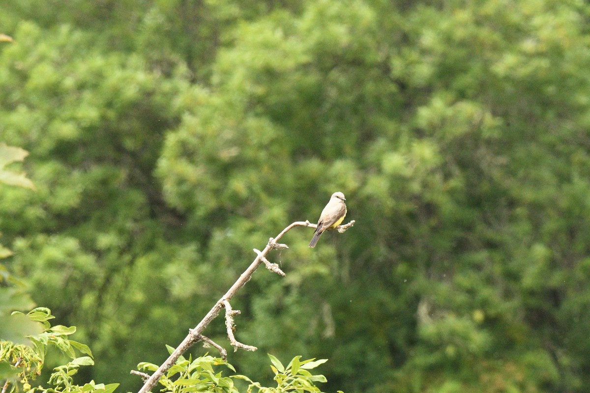 Western Kingbird - ML638727458