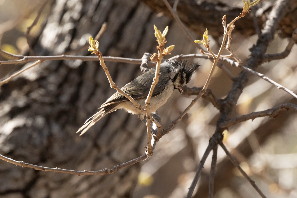 Bridled Titmouse - ML638727467