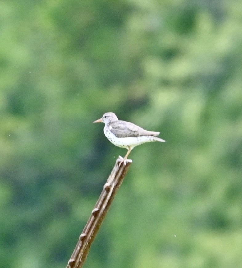 flekksnipe - ML638727485