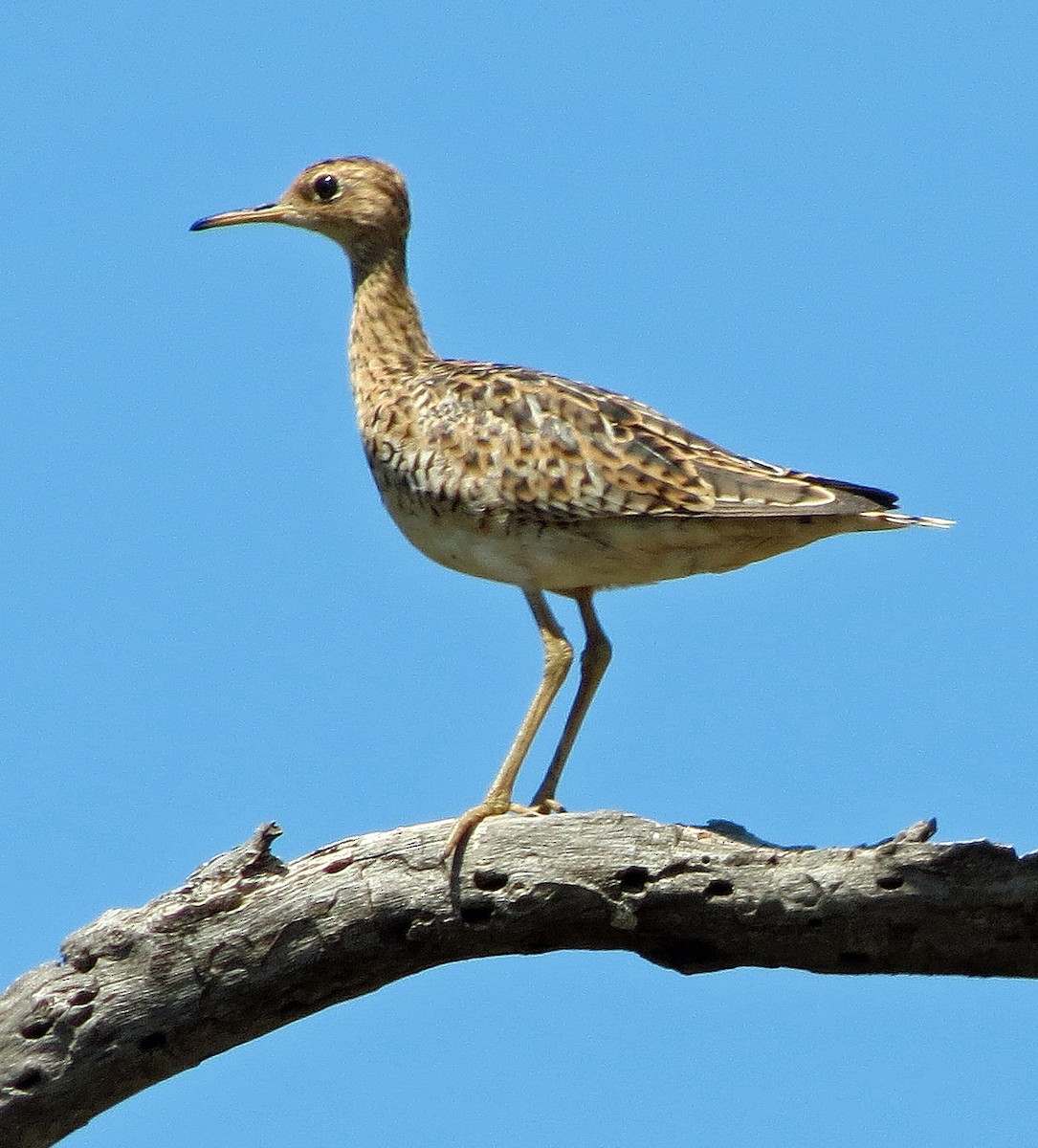 Upland Sandpiper - ML638727489