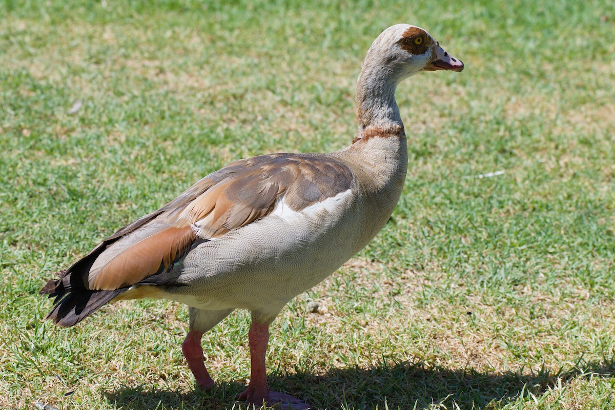 Egyptian Goose - ML638727519