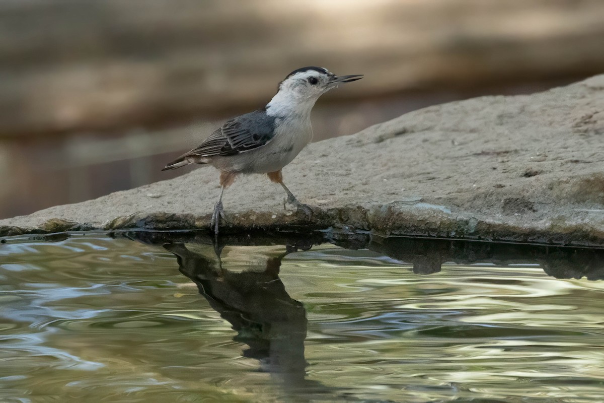 White-breasted Nuthatch - ML638727536