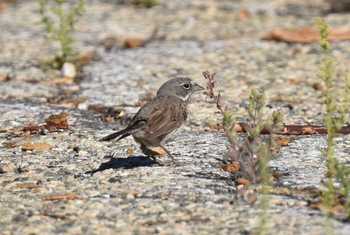 Bell's Sparrow (belli) - ML638727571