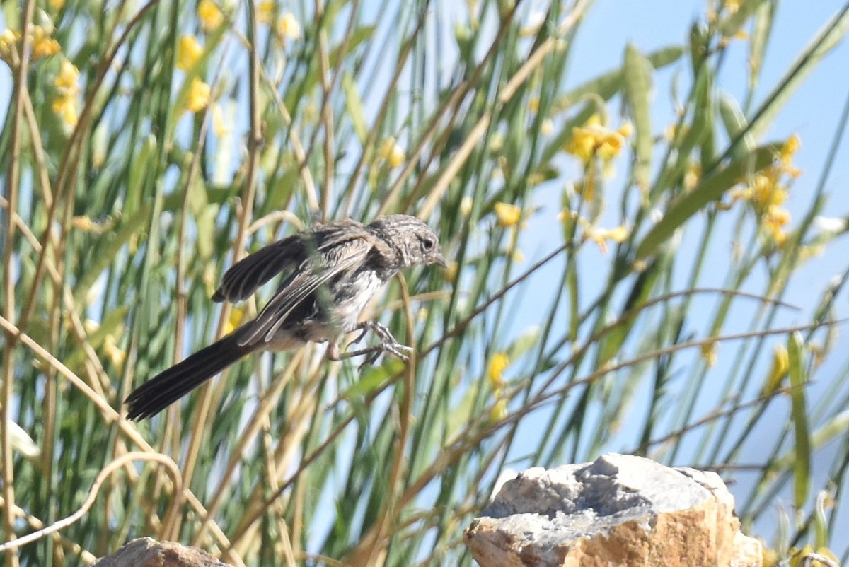 Bell's Sparrow (belli) - ML638727572