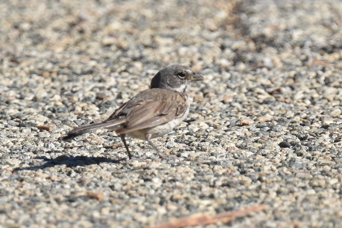 Bell's Sparrow (belli) - ML638727573