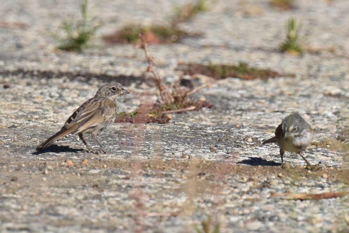 Bell's Sparrow (belli) - ML638727574