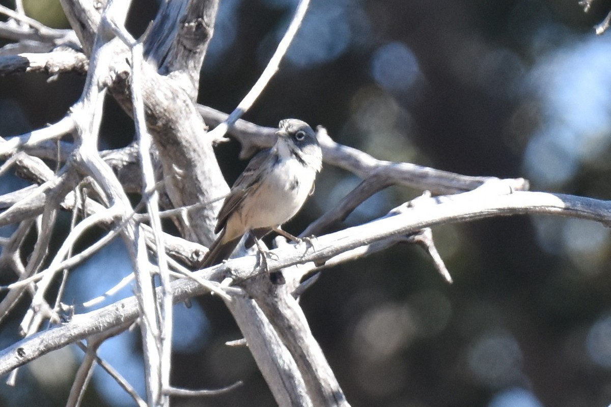 Bell's Sparrow (belli) - ML638727581