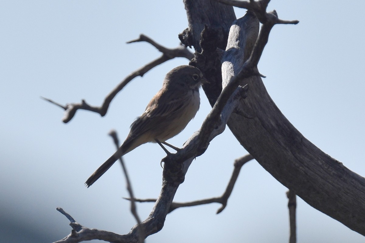 Bell's Sparrow (belli) - ML638727584