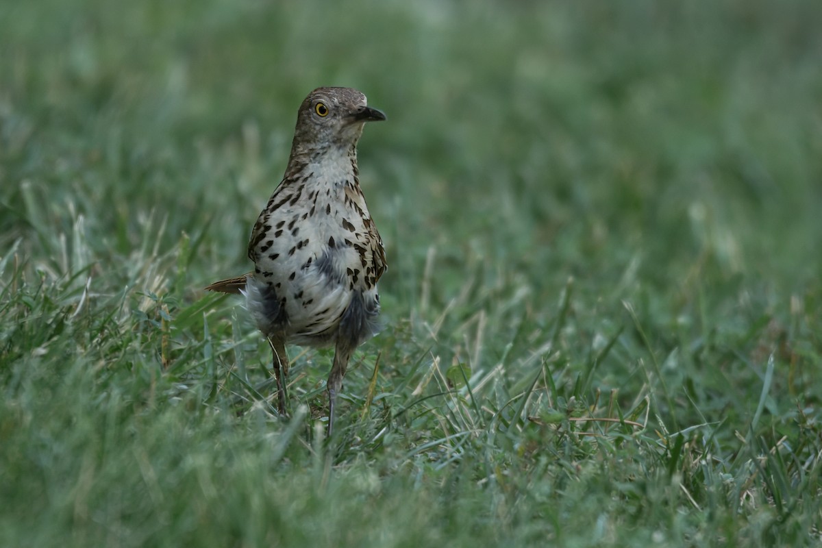Brown Thrasher - ML638727586