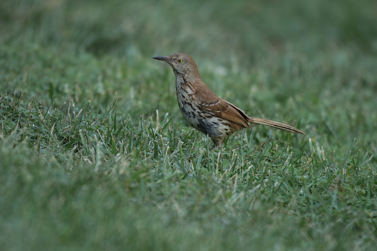 Brown Thrasher - ML638727587