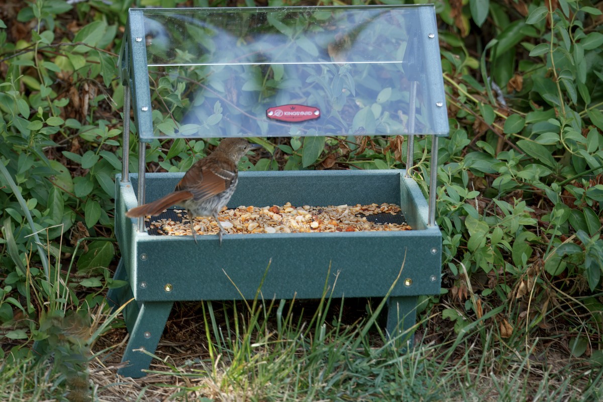 Brown Thrasher - ML638727589