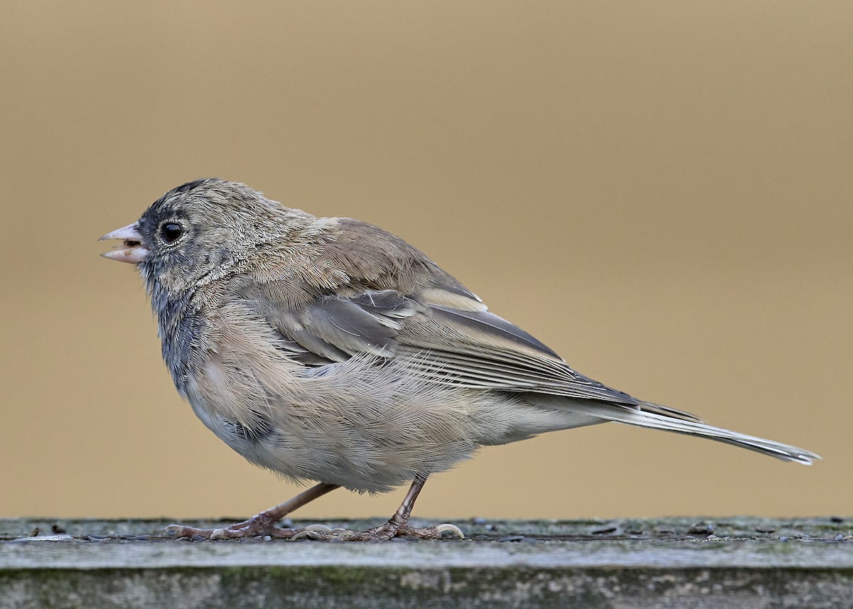 Dark-eyed Junco (Oregon) - ML638727621