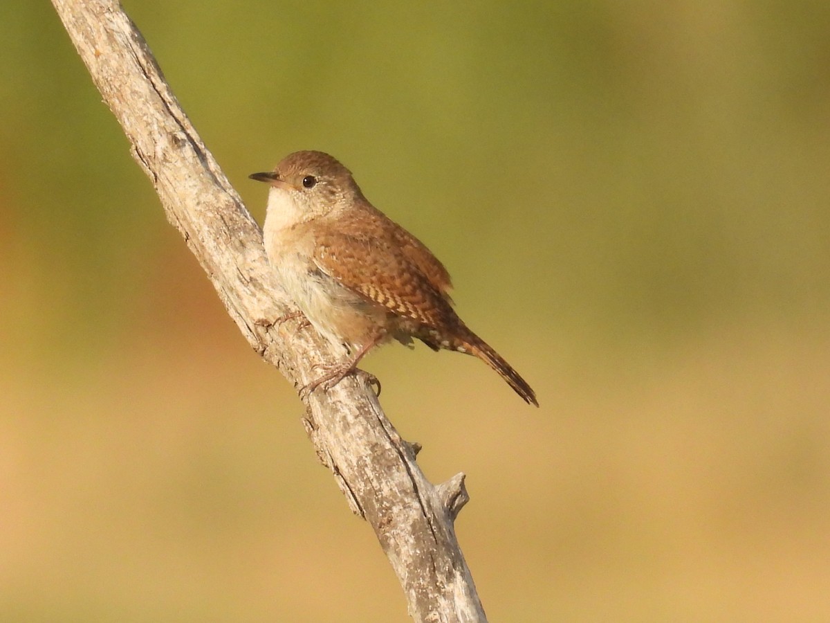 Northern House Wren - ML638727641